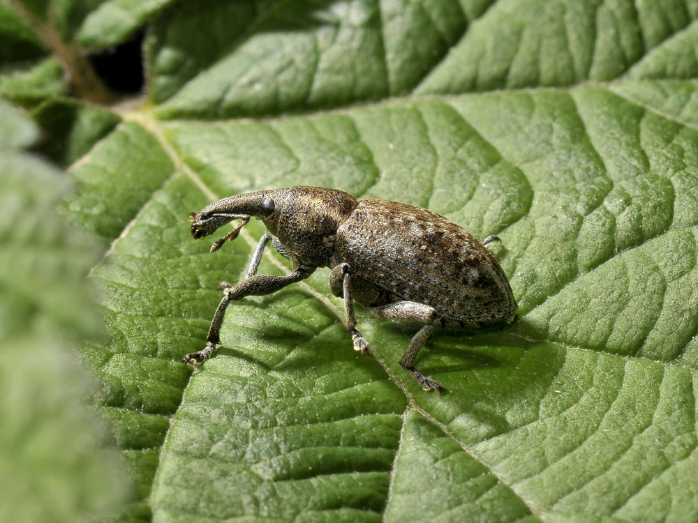 Lepyrus capucinus